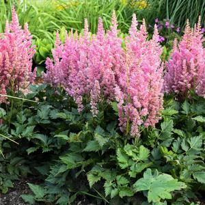 Astilbe chinensis Little Vision in Pink