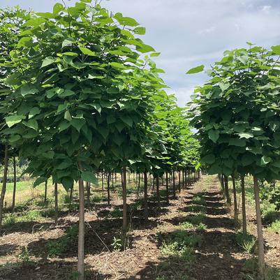 Catalpa speciosa 
