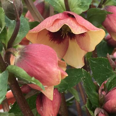 Helleborus Honeymoon&reg; Sandy Shores