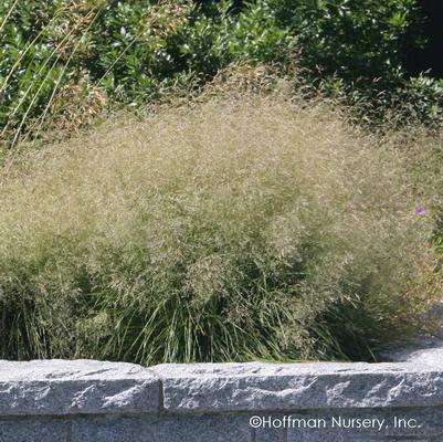 Deschampsia cespitosa Goldtau (Gold Dew)