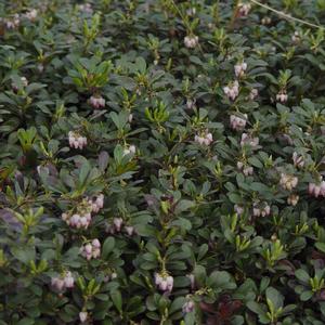 Arctostaphylos uva-ursi Massachusetts