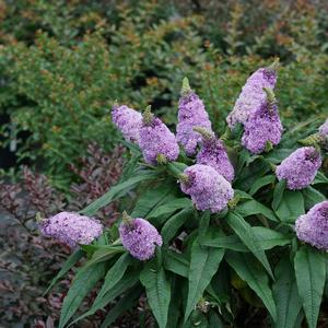 Buddleia Pugster Amethyst&reg;