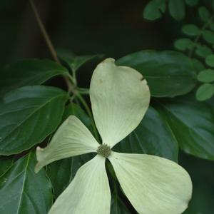 Cornus x Constellation&reg;