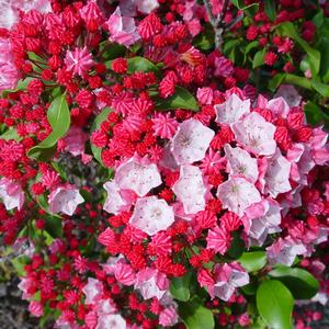 Kalmia latifolia Carol