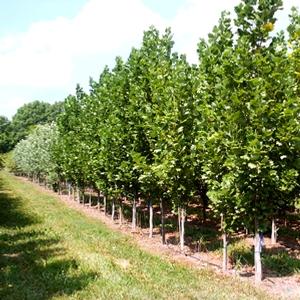 Liriodendron tulipifera Fastigiatum ('Arnold')
