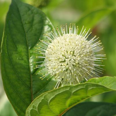 Cephalanthus occidentalis Fiber Optics®