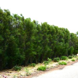 Rhamnus frangula Fine Line&reg;