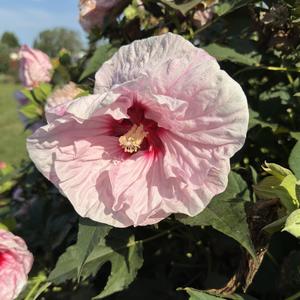 Hibiscus Summerific&reg; All Eyes on Me
