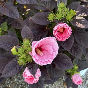 Hibiscus Summerific&reg; Edge of Night