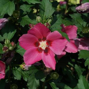 Hibiscus syriacus Paraplu Rouge&trade; 