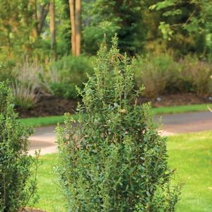 Ilex crenata Sky Box&reg;