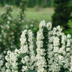 Philadelphus coronarius Illuminati Tower&reg;