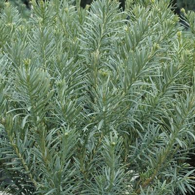 Cephalotaxus harringtonia Fastigiata