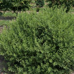 Rhus aromatica Lacette&trade;