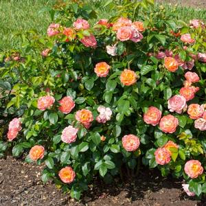 Rosa Knock Out&reg; Orange Glow&trade;