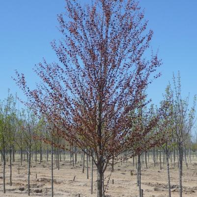 Cercidiphyllum japonicum 