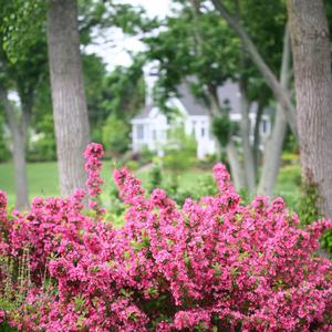 Weigela florida Sonic Bloom&reg; Pink