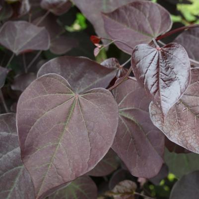 Cercis canadensis Burgundy Hearts®