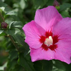 HIbiscus syriacus Lil' Kim&reg; Violet