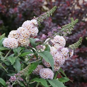 Buddleia Pugster Sorbet&trade;
