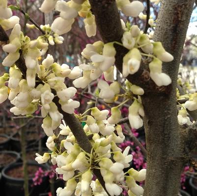 Cercis canadensis Royal White