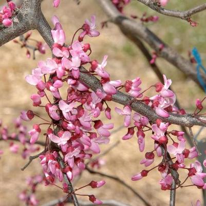 Cercis canadensis Ruby Falls