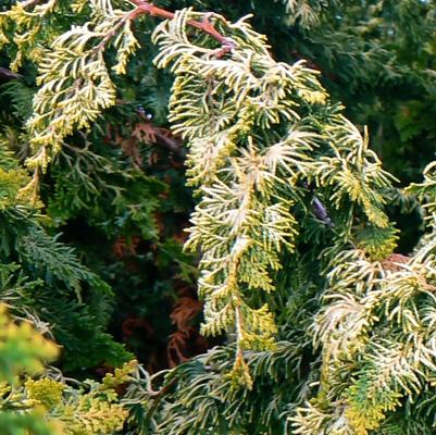 Chamaecyparis obtusa Fernspray Gold