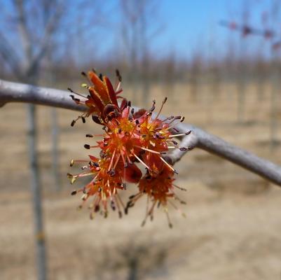 Acer rubrum Karpick