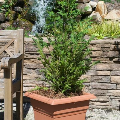 Chamaecyparis obtusa Nana Gracilis