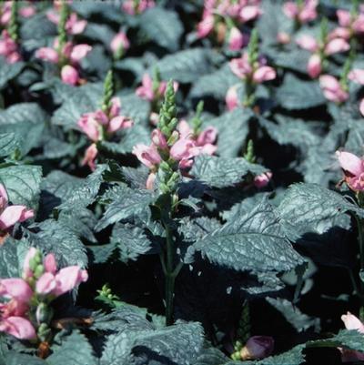 Chelone lyonii Hot Lips