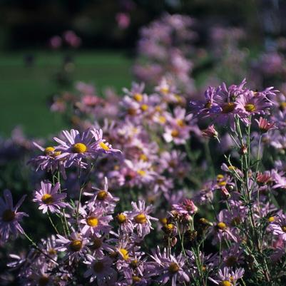 Chrysanthemum x rubellum Clara Curtis