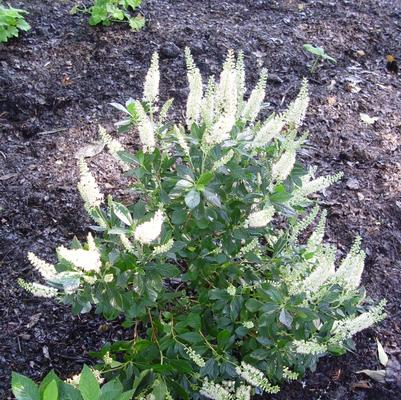 Clethra alnifolia Hummingbird