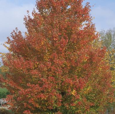 Acer rubrum Red Sunset®