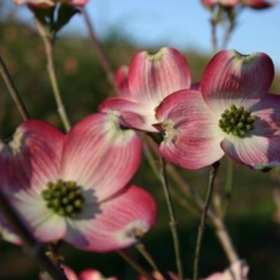 Cornus florida Cherokee Brave