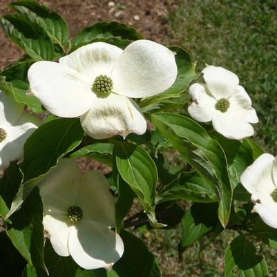 Cornus kousa 