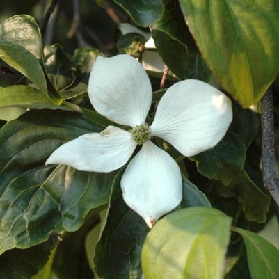 Cornus kousa Elizabeth Lustgarten