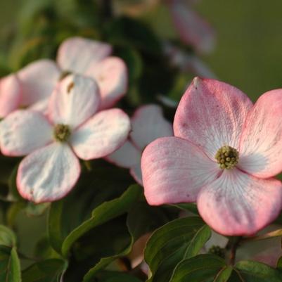 Cornus kousa Heart Throb®