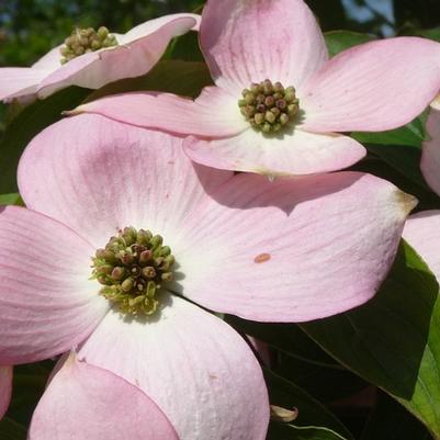 Cornus Stellar Pink®