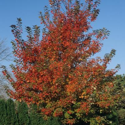 Acer x freemanii Autumn Blaze®