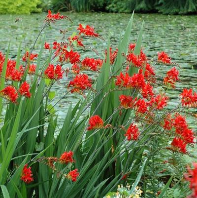 Crocosmia aurea Lucifer