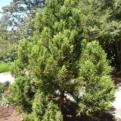 Cryptomeria japonica Black Dragon