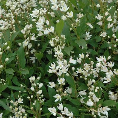 Deutzia gracilis Nikko