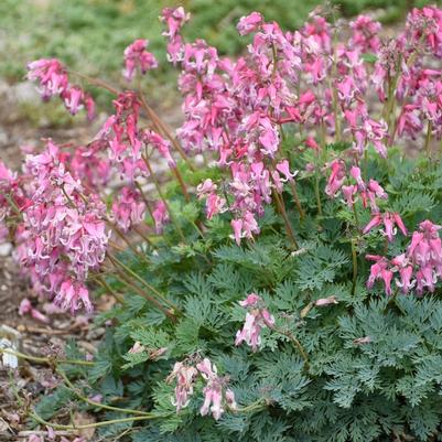 Dicentra Pink Diamonds