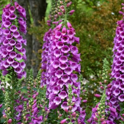 Digitalis purpurea Dalmatian Purple