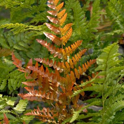 Dryopteris erythrosora Brilliance