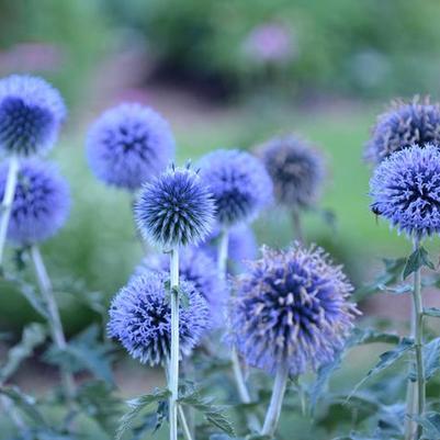 Echinops bannaticus Blue Glow