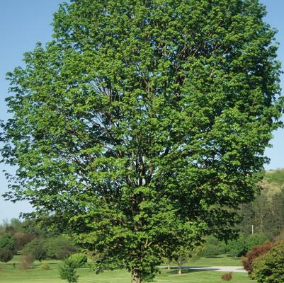 Acer saccharum Commemoration&reg;