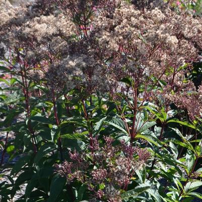 Eupatorium dubium Baby Joe