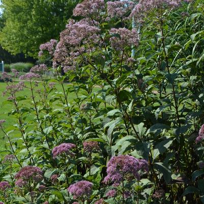 Eupatorium purpureum ssp. maculatum Gateway