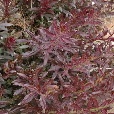 Gaura lindheimeri Crimson butterflies